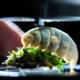 tardigrade genome sequencing microscope specimen