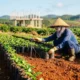 Vinh Hiep AI coffee research institute Gia Lai Vietnam approval