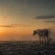 Wonder Studios AI short film IP ownership deal