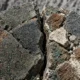 US Pax Silica AI letter forces partners choose China sides minerals