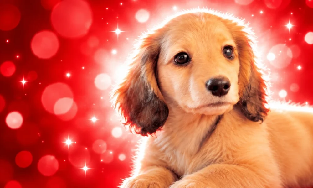 Nintendogs tease new Super Smash Bros rumor