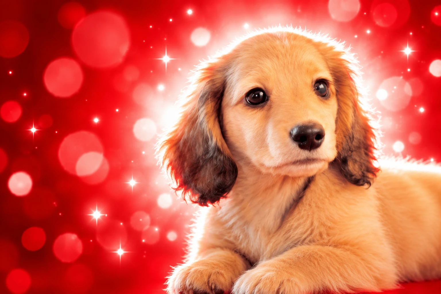 Nintendogs tease Nintendo forgotten games leak